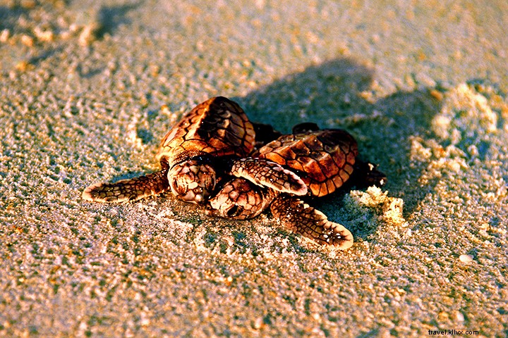 12 Compelling Reasons to Make Fort Myers & Sanibel Your Summer Family Vacation Destination